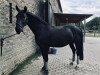 dressage horse Royal Night 2 (Hanoverian, 2009, from Rotspon)