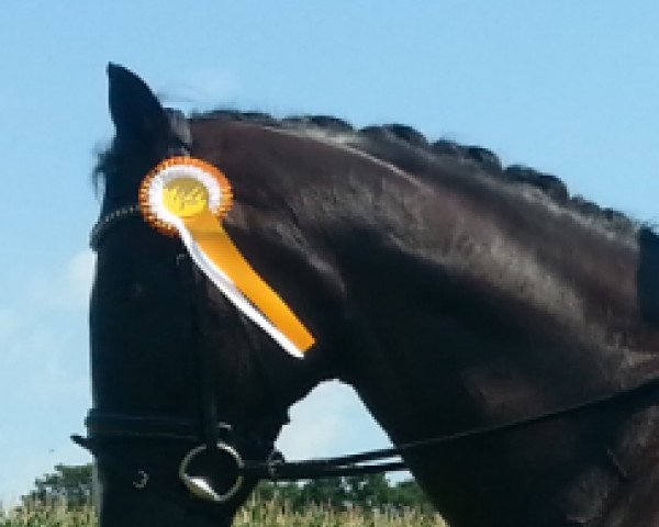 dressage horse Pret a porter 2 (Hanoverian, 2005, from Prince Thatch xx)