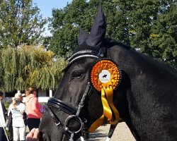 dressage horse Fine chap (Hanoverian, 2012, from Fuechtels Floriscount OLD)