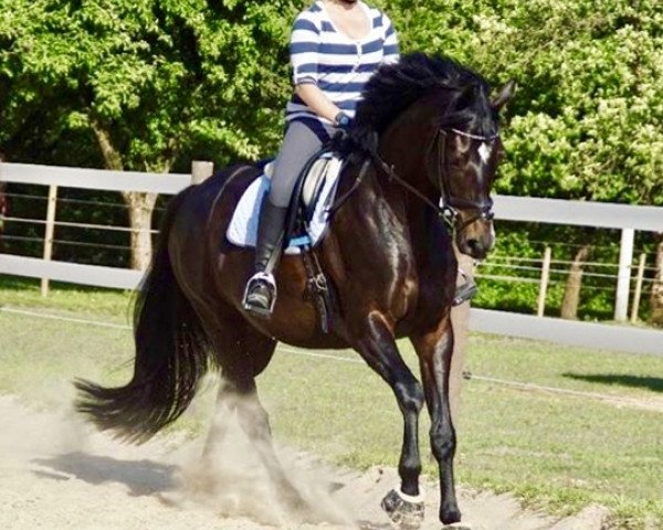 dressage horse Friesenjung 2 (Hanoverian, 2012)