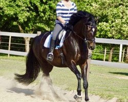 dressage horse Friesenjung 2 (Hanoverian, 2012)