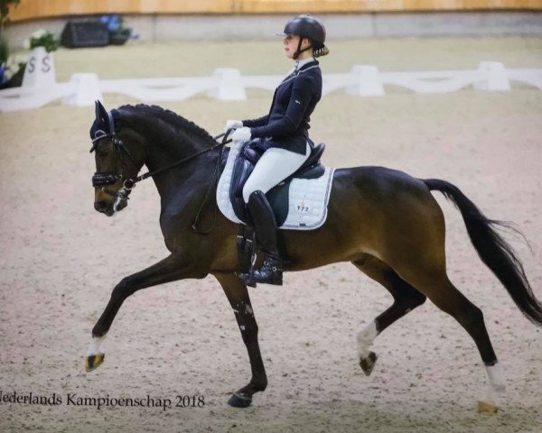 dressage horse Ruby (Nederlands Welsh Ridepony, 2007, from Orchard Red Prince)