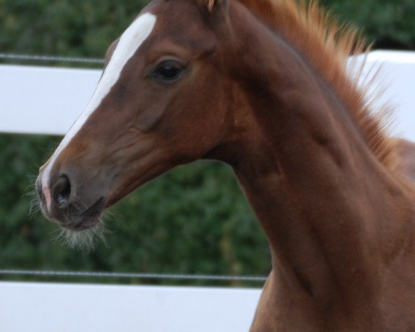 stallion Beniro B (German Sport Horse, 2018, from Callaho's Benicio)