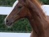 stallion Beniro B (German Sport Horse, 2018, from Callaho's Benicio)