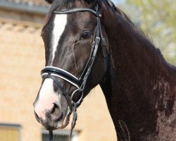 broodmare Denira B (Hanoverian, 2013, from De Niro)