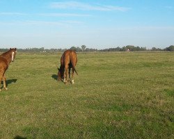 Dressurpferd Frederike (Hannoveraner, 2018, von Floris Prince)