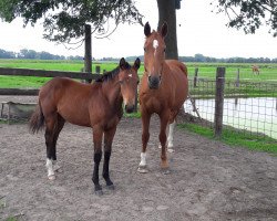 jumper Flic Flac Lady (Hanoverian, 2018, from Flic Flac)