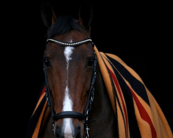 dressage horse Valette (KWPN (Royal Dutch Sporthorse), 2002, from Rousseau)