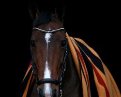 dressage horse Valette (KWPN (Niederländisches Warmblut), 2002, from Rousseau)