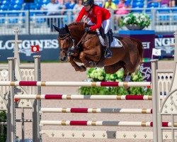 jumper DSP Alice (German Sport Horse, 2007, from Askari)