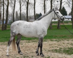 broodmare Sambucca 8 (German Warmblood, 1999, from Samba-pa-ti)