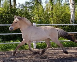 horse Jola Baroness (Fjord Horse, 2017, from Giersbergs Tjure)