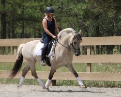 stallion Tsjalle (Fjord Horse, 2011, from Taro)