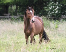 dressage horse Samiro-Utopia (Westphalian, 2017, from Sir Heinrich OLD)