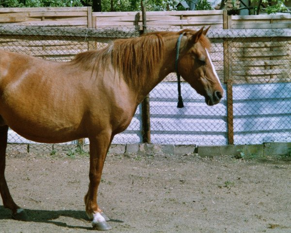 horse Roxanna (German Riding Pony,  )