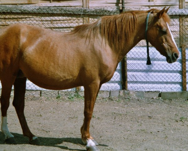 Zuchtstute Roxanna (Deutsches Reitpony,  )