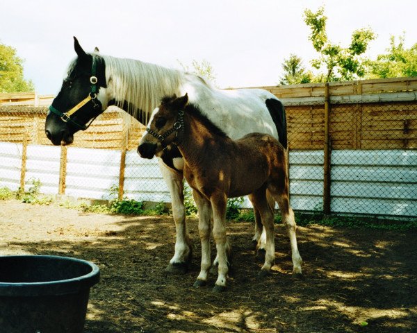 horse Devil (Tinker / Irish Cob / Gypsy Vanner, 2003, from Duke of Sunrise)