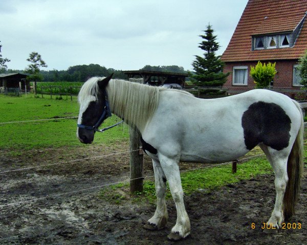 horse Luna (Tinker / Irish Cob / Gypsy Vanner,  )