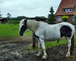 Pferd Luna (Tinker / Irish Cob / Gypsy Vanner)