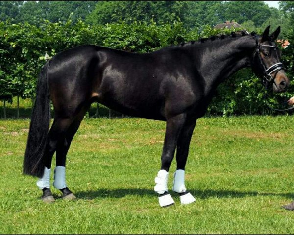 dressage horse D-Max 3 (German Riding Pony, 2014, from D-Day AT)
