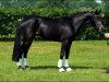 dressage horse D-Max 3 (German Riding Pony, 2014, from D-Day AT)