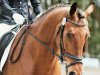 dressage horse Flaneur 218 (Hanoverian, 2010, from Fuechtels Floriscount OLD)