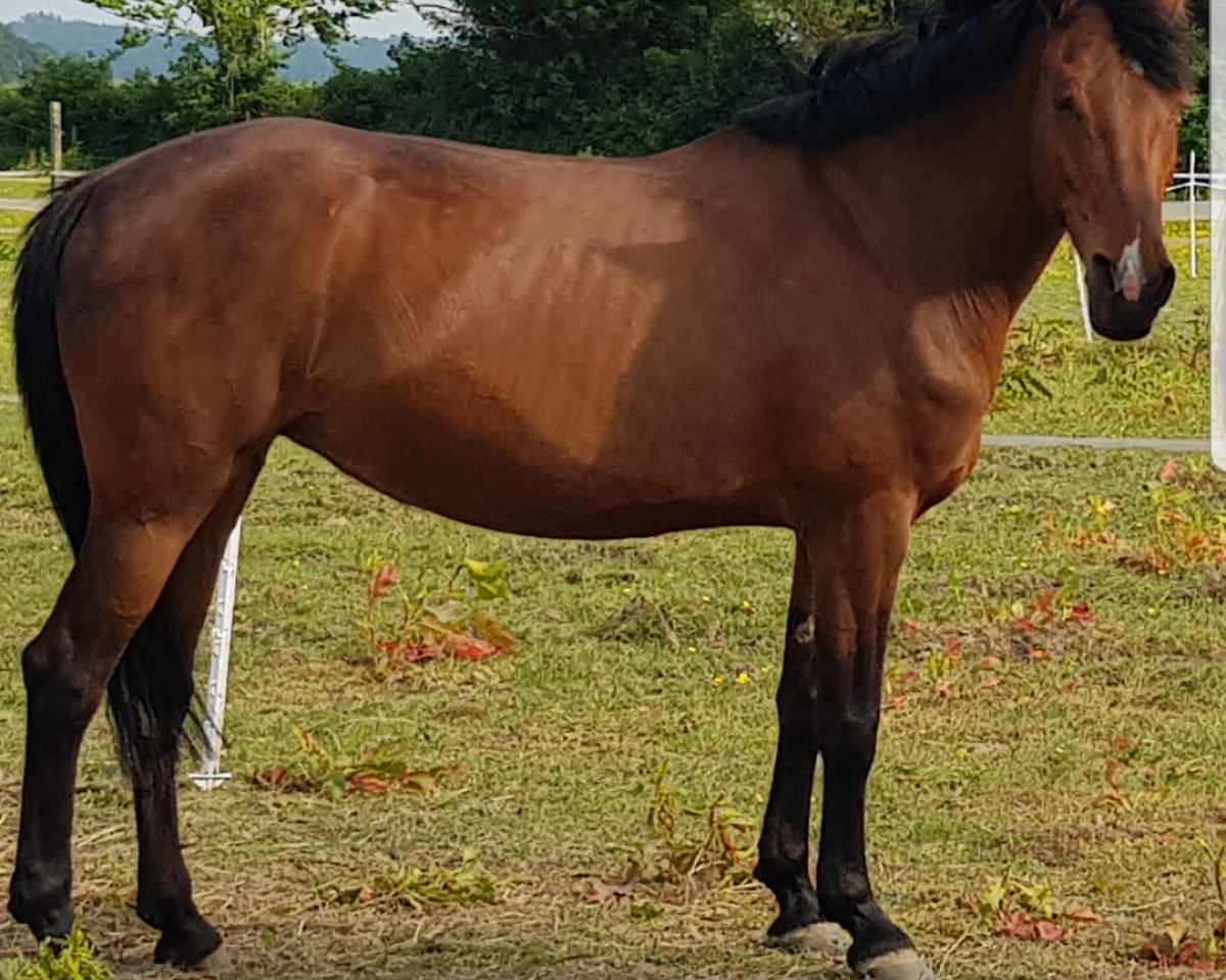 broodmare Tyraburgs Perle (New Forest Pony, 2001, from Merlin)