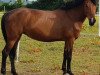 broodmare Tyraburgs Perle (New Forest Pony, 2001, from Merlin)