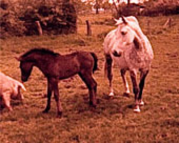 broodmare Julija (German Riding Pony, 1968, from Combat)