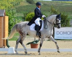 dressage horse Director's Cut M (Rhinelander, 2008, from Dramatic)