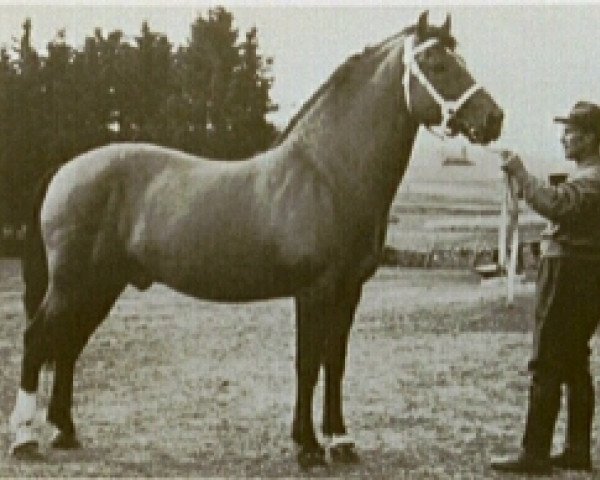stallion Jurassien (Freiberger, 1940, from Lafayette)