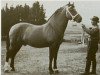stallion Jurassien (Freiberger, 1940, from Lafayette)