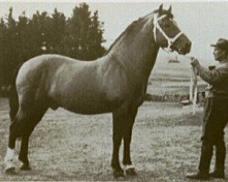 stallion Jurassien (Freiberger, 1940, from Lafayette)