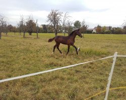 dressage horse Fohlen von Freiher von Stein (German Sport Horse, 2018, from Freiherr von Stein)