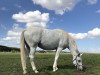 broodmare Celebra MT (Great Poland (wielkopolska), 2013, from Maks)