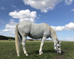 broodmare Celebra MT (Great Poland (wielkopolska), 2013, from Maks)