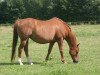 broodmare Whitney (German Riding Pony, 1988, from Rufus)