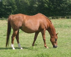 broodmare Whitney (German Riding Pony, 1988, from Rufus)