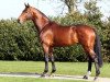 stallion Eldorado vd Zeshoek Tn (Belgian Warmblood, 2004, from Clinton)