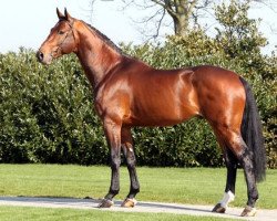 Deckhengst Eldorado vd Zeshoek Tn (Belgisches Warmblut, 2004, von Clinton)