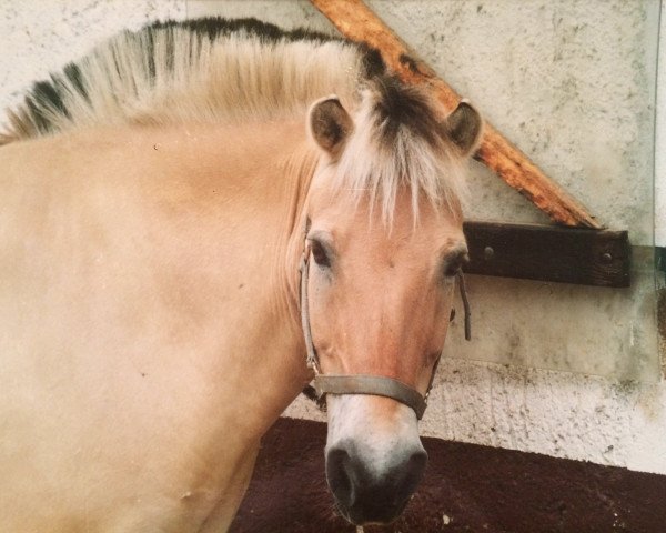 Pferd Jonny (Fjordpferd, 1988, von Jon Halsnæs)