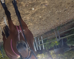 dressage horse Tommy 261 (Westphalian, 2012, from Tamango)