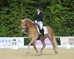 dressage horse Nejarri (Haflinger, 2005, from Nebos I (3,125% ox))