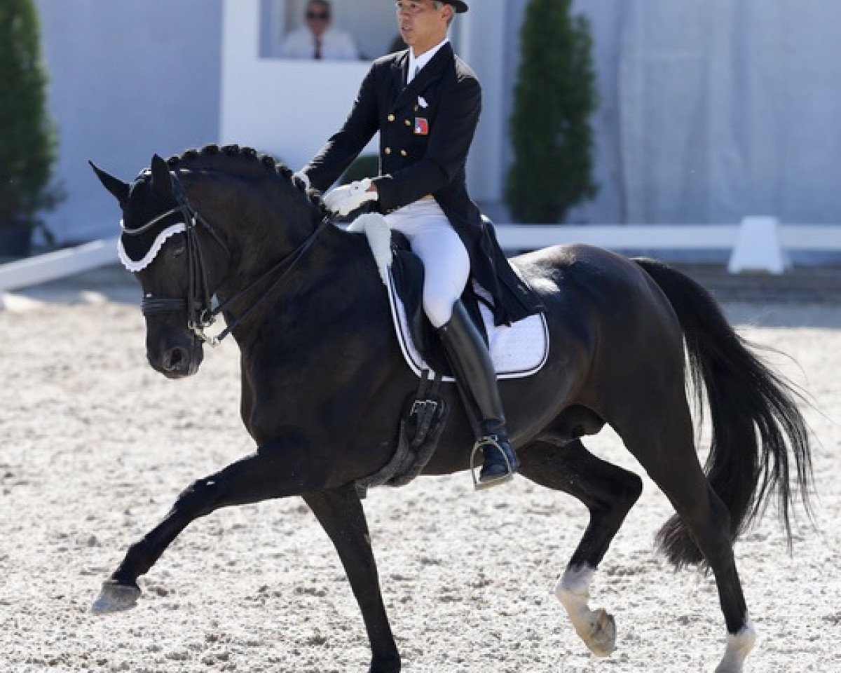 Deckhengst Dream of Night Fluswiss CH (Schweizer Warmblut, 2002, von Dream of Glory)