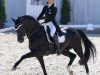 stallion Dream of Night Fluswiss CH (Swiss Warmblood, 2002, from Dream of Glory)