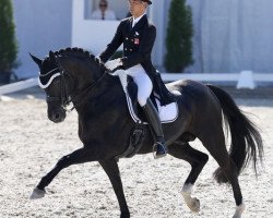 stallion Dream of Night Fluswiss CH (Swiss Warmblood, 2002, from Dream of Glory)