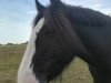 dressage horse Ballyclough Joseph (unknown, 2007)