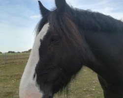 dressage horse Ballyclough Joseph (unknown, 2007)