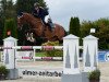 jumper Horse Gym's Cascarda (Bavarian, 2008, from Chambertin)