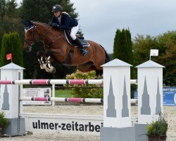 Springpferd Horse Gym's Cascarda (Bayer, 2008, von Chambertin)